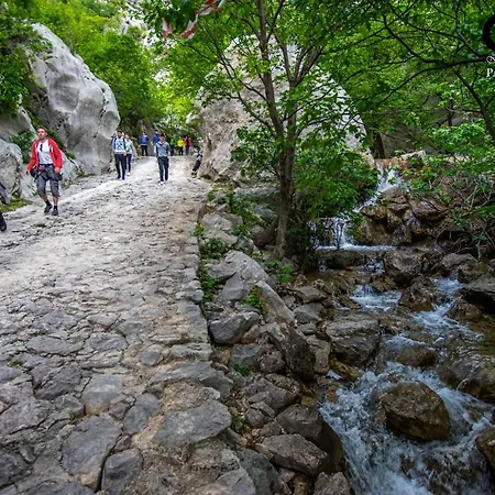 Maslina * Starigrad Paklenica